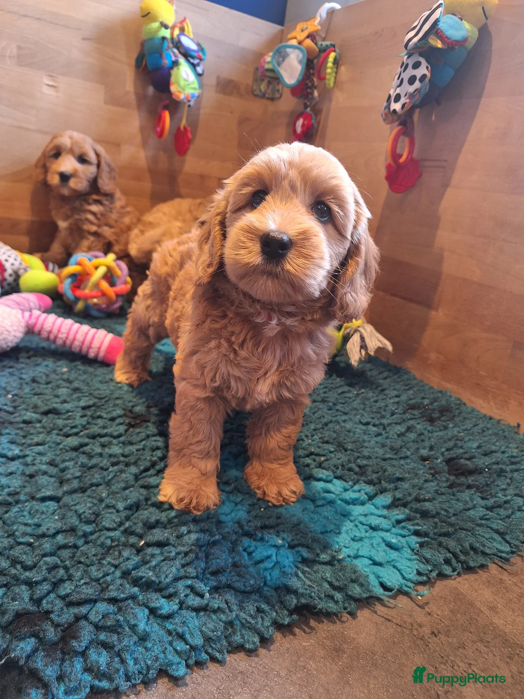 Kruising honden te koop: Australian labradoodle pups - Advertentie 7