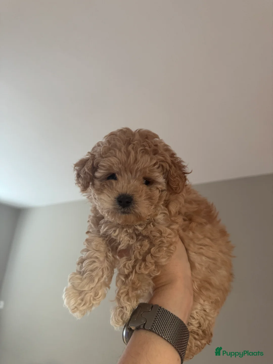 Poedel Toy honden te koop: Toy Poedel pups - Advertentie 15