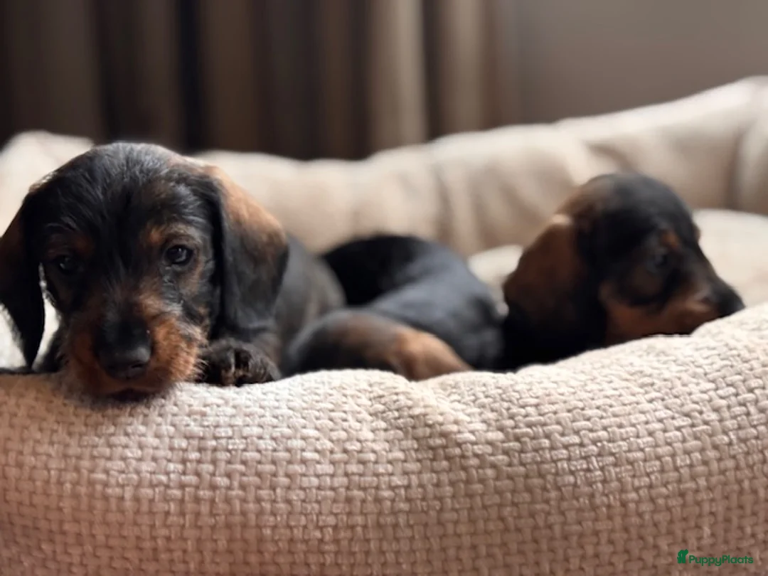 Ruwhaar Teckel honden te koop:  ruwhaar dwergteckel pups MET STAMBOOM  - Advertentie 7