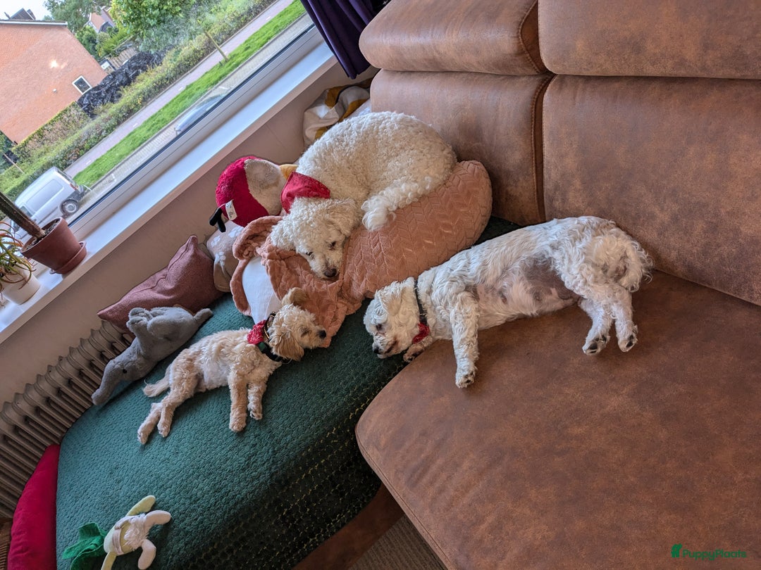 Maltipoo honden te koop: Maltipoo F1b worden rond kerst geboren 🥰 !  - Advertentie 14