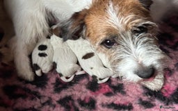 Jack Russel Terriër honden te koop: Mooi reutje van 7 maand  - Afbeelding 10