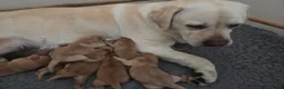 Labrador Retriever honden te koop: 🐾💛Labrador pups met stamboom beschikbaar 💛🐾 - Advertentie 5