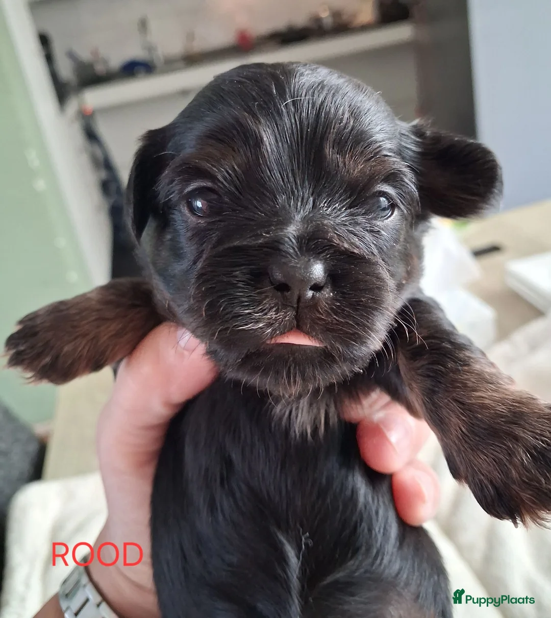 Kruising honden te koop: Nog één mooie Boomer pup! - Advertentie 33