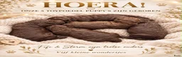 Maltipoo honden te koop: Maltipoo  - Advertentie 13