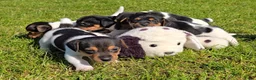 Jack Russel Terriër honden te koop: 🥰 5 Prachtige Jack Russel pups! 🐶 - Advertentie 1