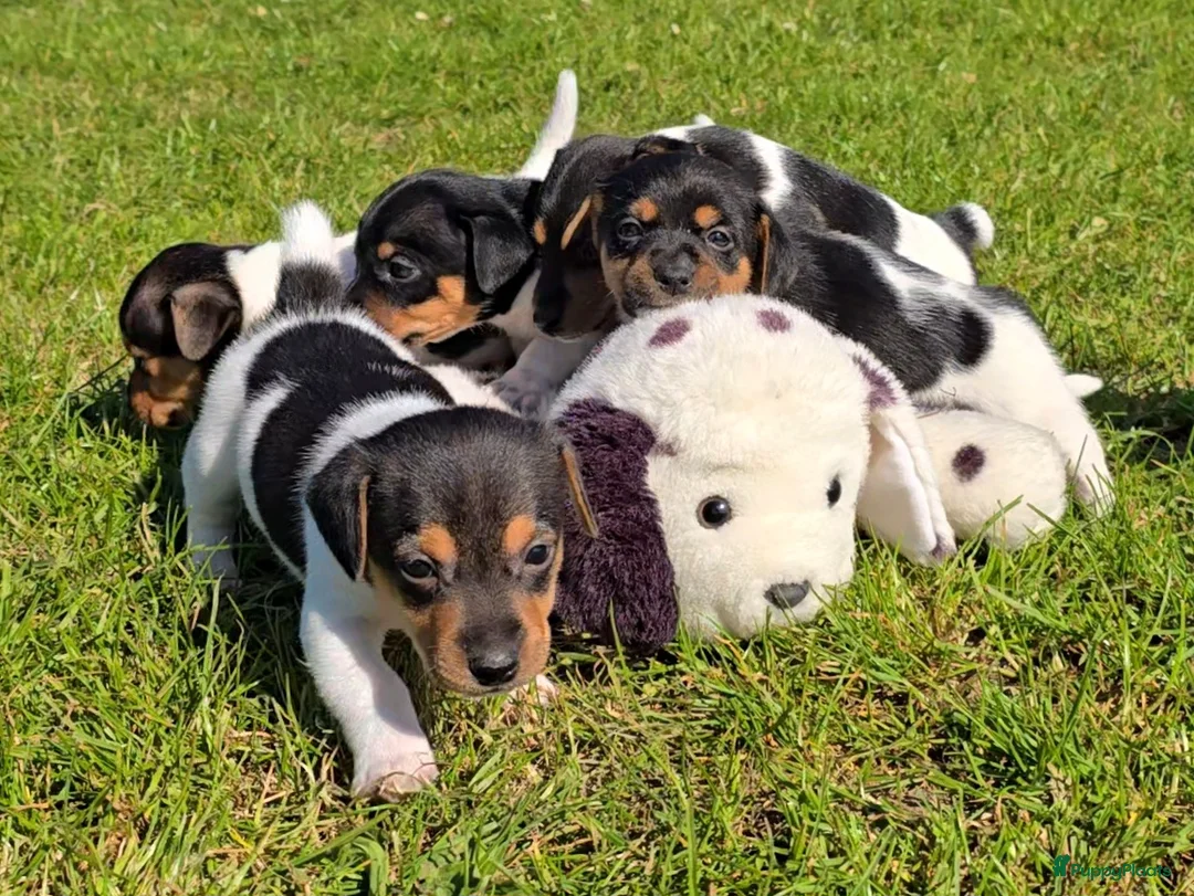 Jack Russel Terriër honden te koop: 🥰 5 Prachtige Jack Russel pups! 🐶 - Advertentie 1