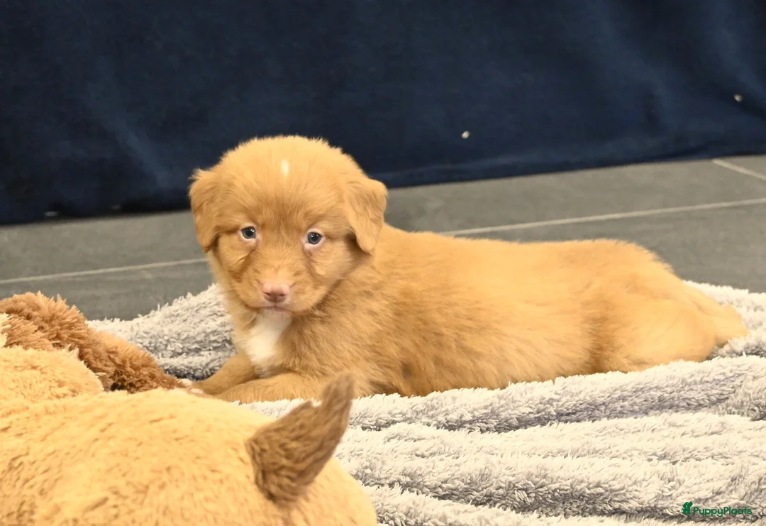 Nova Scotia Duck Tolling Retriever honden te koop: Speelse Nova Scotia Duck Tolling Retriever pups  - Advertentie 26