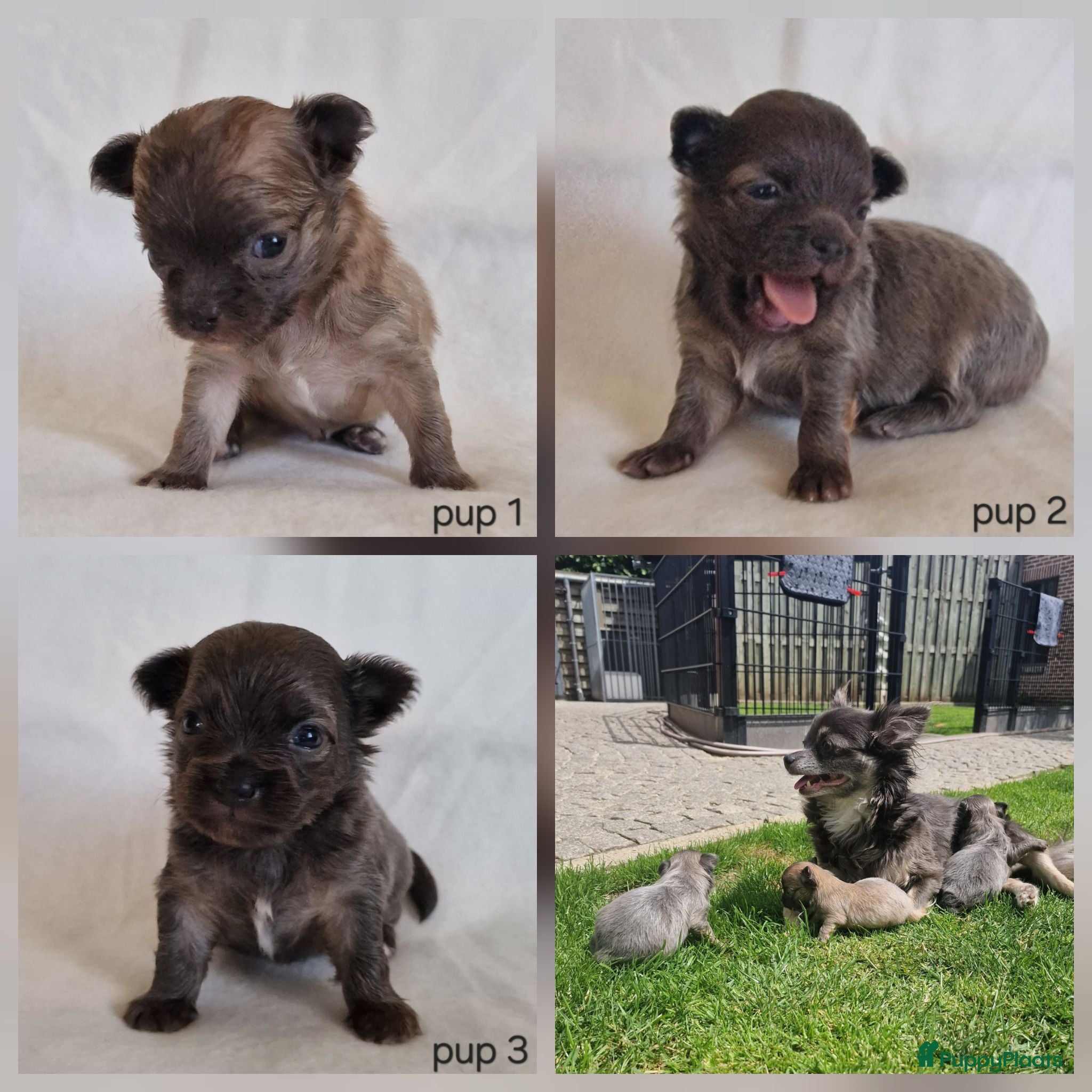 Chihuahua honden Chihuahua pups - Advertentie 1