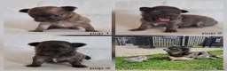Chihuahua honden te koop: Chihuahua pups - Advertentie 1