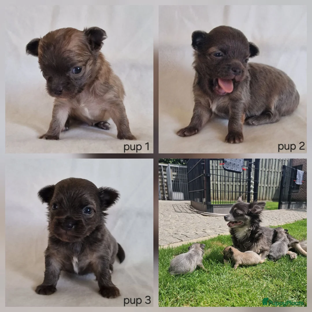 Chihuahua honden te koop: Chihuahua pups - Advertentie 1