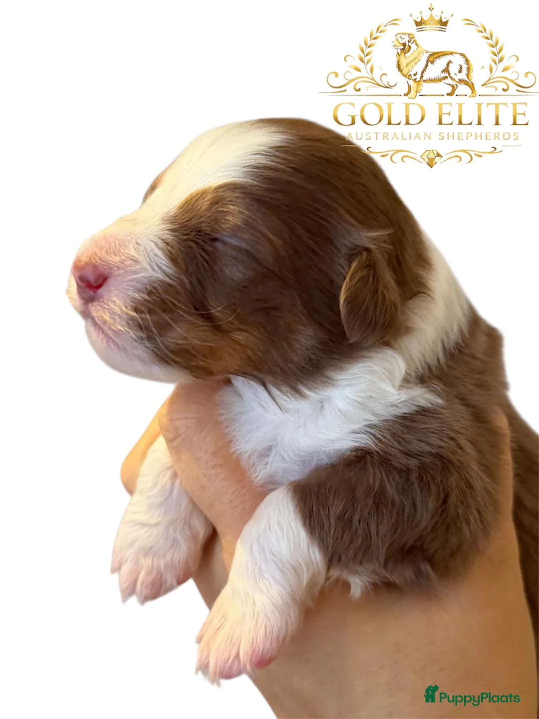 Australian Shepherd honden te koop: Australian shepherd pups puppy - Advertentie 6