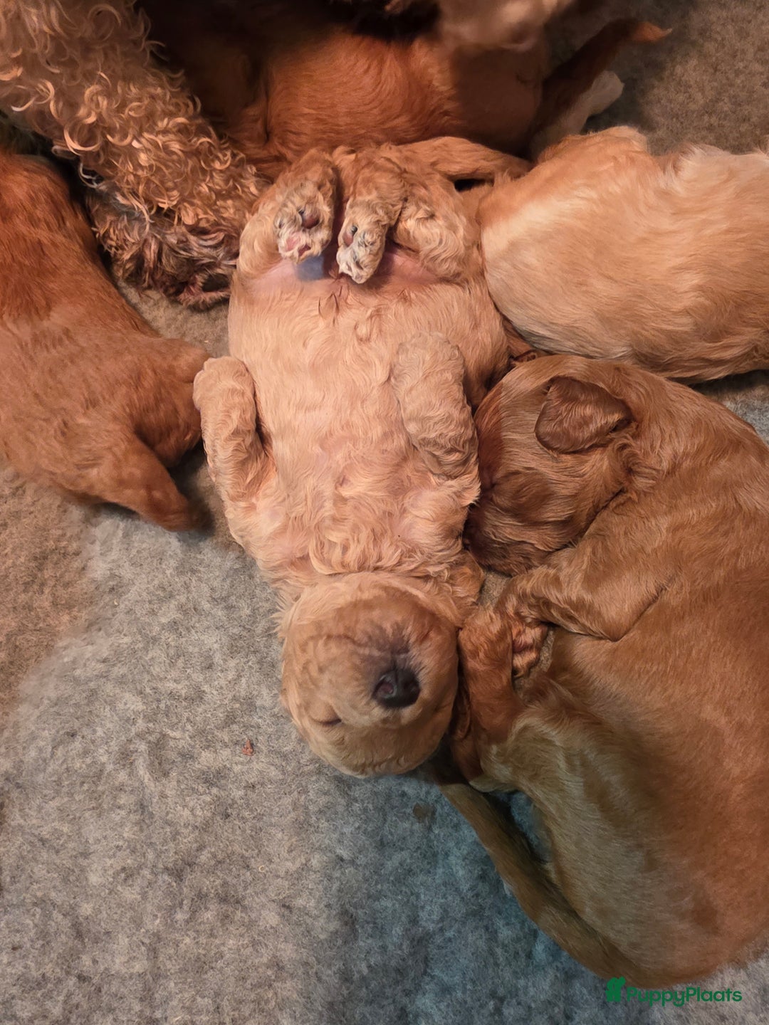 Goldendoodle honden te koop: Goldendoodle multigen middenslag reu te koop - Advertentie 11