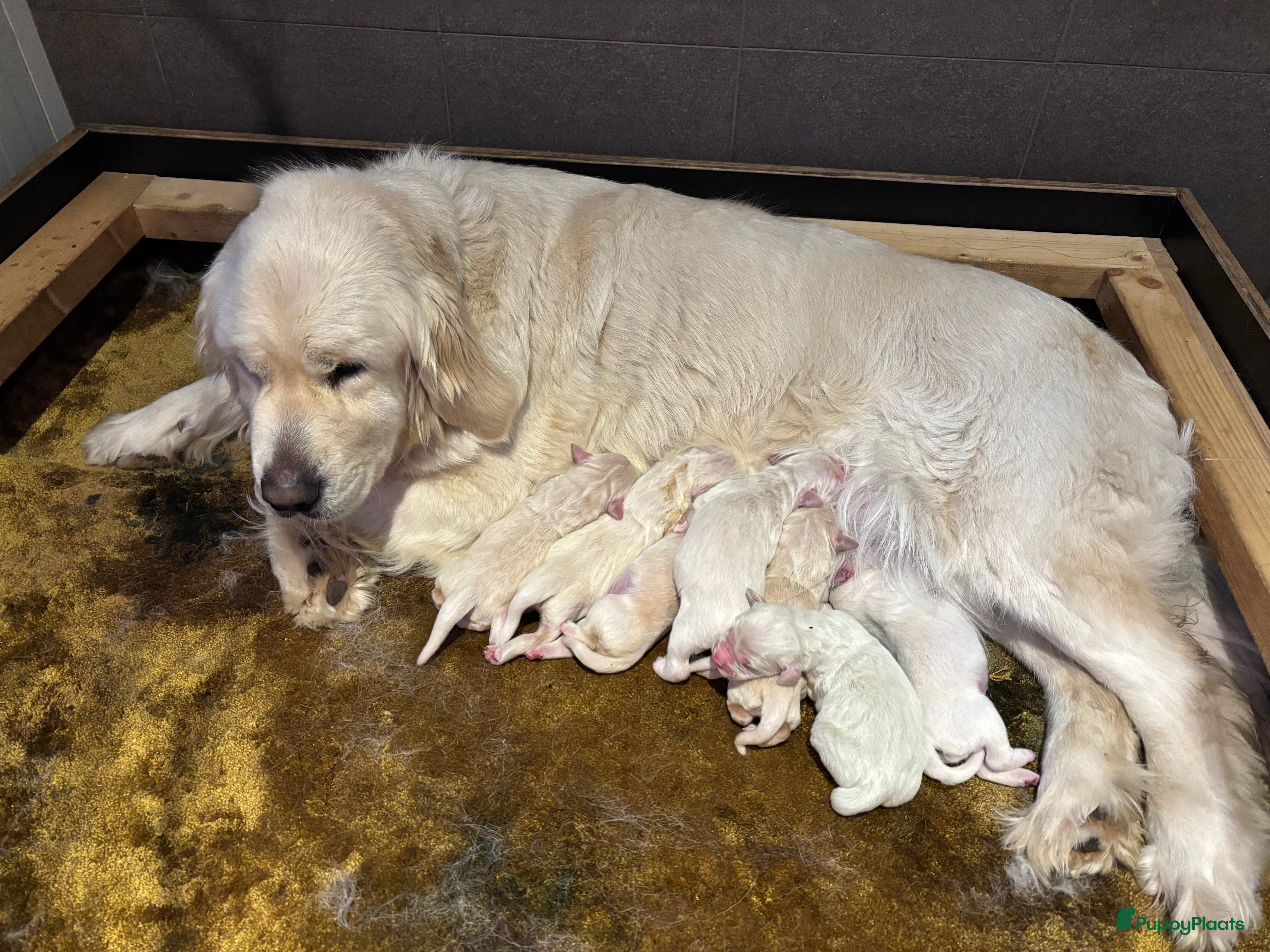 Golden Retriever honden Prachtige golden retrievers puppy’s  - Advertentie 1
