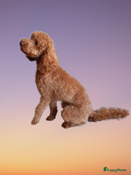 Dwergpoedel honden rode dwergpoedel dekreu (NIET te koop) in Budel - Advertentie 2