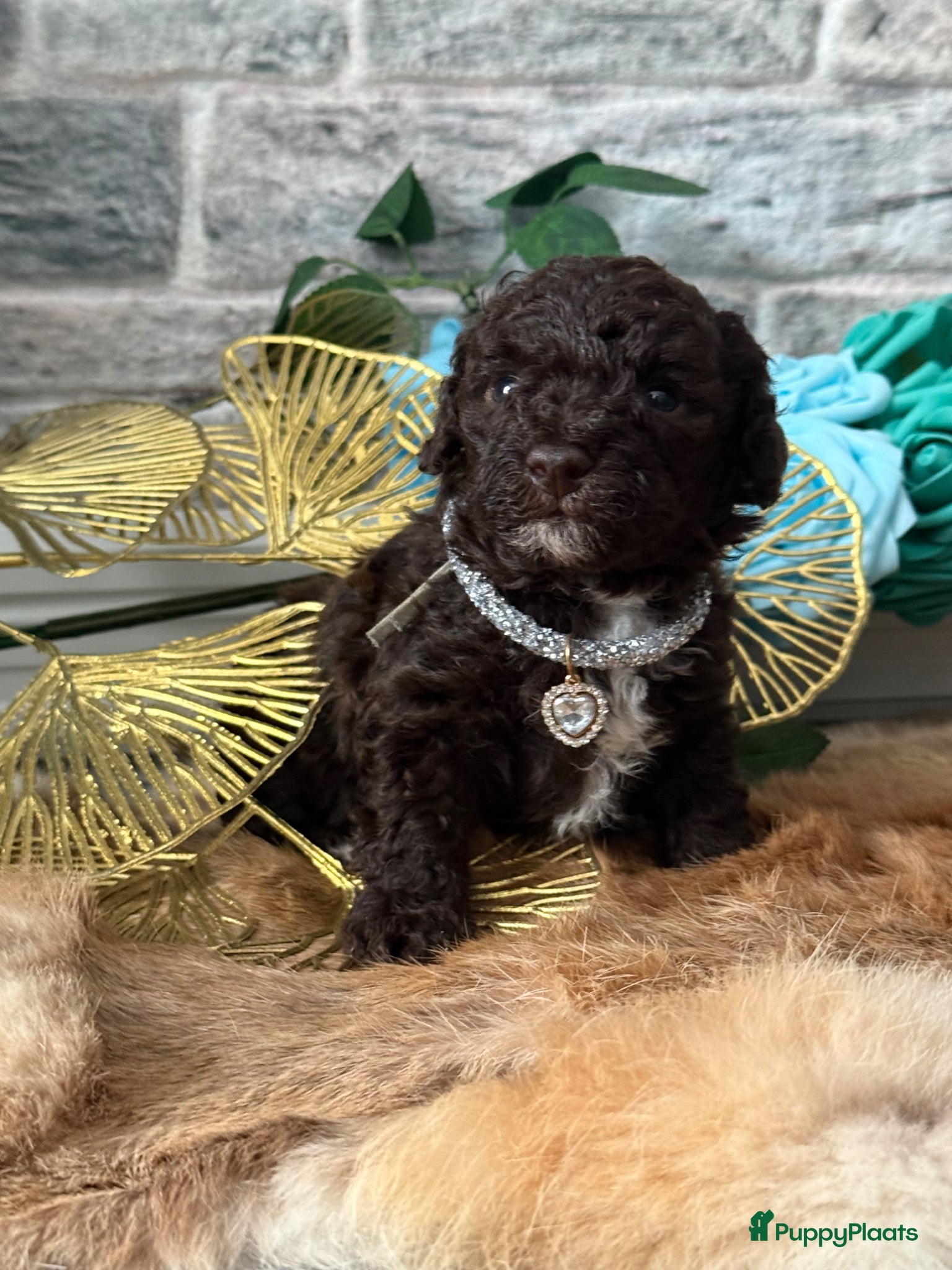 Kruising honden Prachtige hypoallergene pups te reserven - Advertentie 13