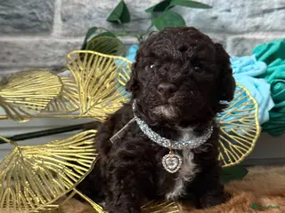 Kruising honden Prachtige hypoallergene pups te reserven - Advertentie 13