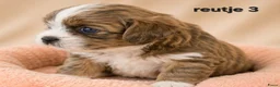 Boomer honden te koop: Super mooi gezonde boomer pups. Shi tzu X Maltezer - Advertentie 2