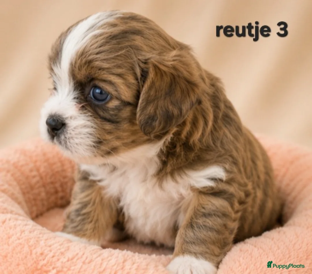 Boomer honden te koop: Super mooi gezonde boomer pups. Shi tzu X Maltezer - Advertentie 2