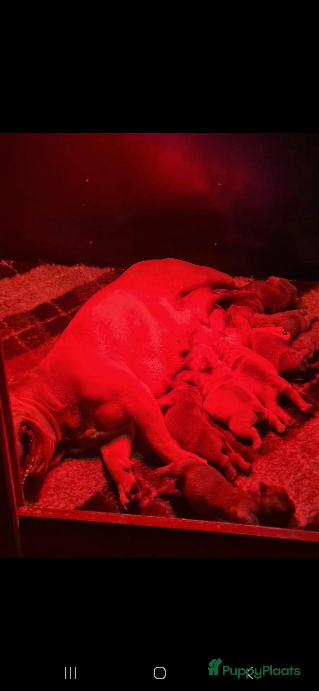 Franse Bulldog honden te koop: Mooie franse bulldog pups mogen nest verlaten - Advertentie 2