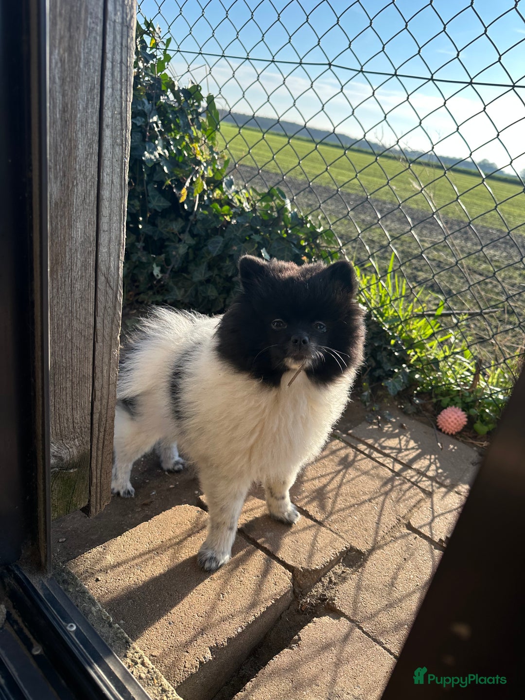 Pomeriaan honden te koop: Prachtige bearface pomeriaan teefje - Advertentie 2