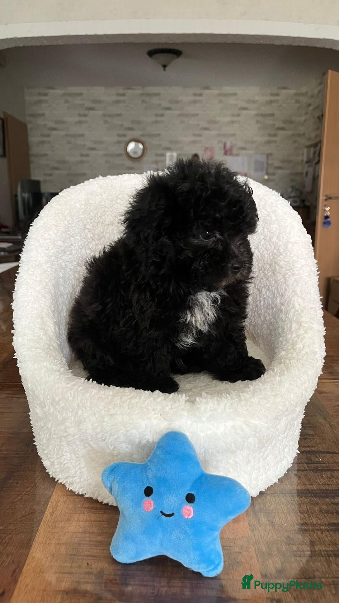 Maltipoo honden Maltipoopups  - Advertentie 2