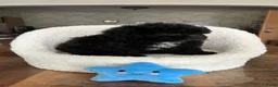 Maltipoo honden te koop: Maltipoopups  - Advertentie 12