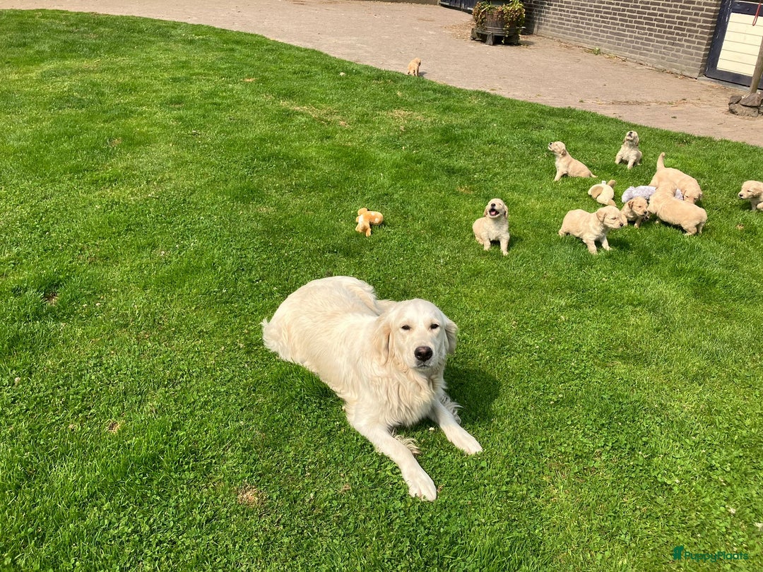 Goldendoodle honden te koop: F1 Goldendoodle pups - Afbeelding 15