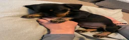Teckel (korthaar)  honden te koop: Lief gladharig en ruwharig black and tan reutje - Advertentie 3