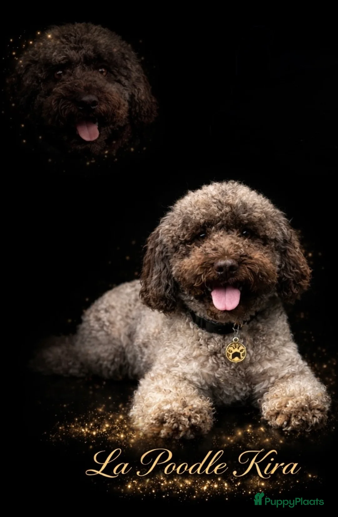 Kruising honden te koop: Pups Verwacht multigeneratie ( hypoallergeen )  - Advertentie 2