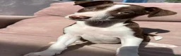 Kruising honden ter adoptie: Abba een meisje zoekt een vriendje voor het leven  - Advertentie 10