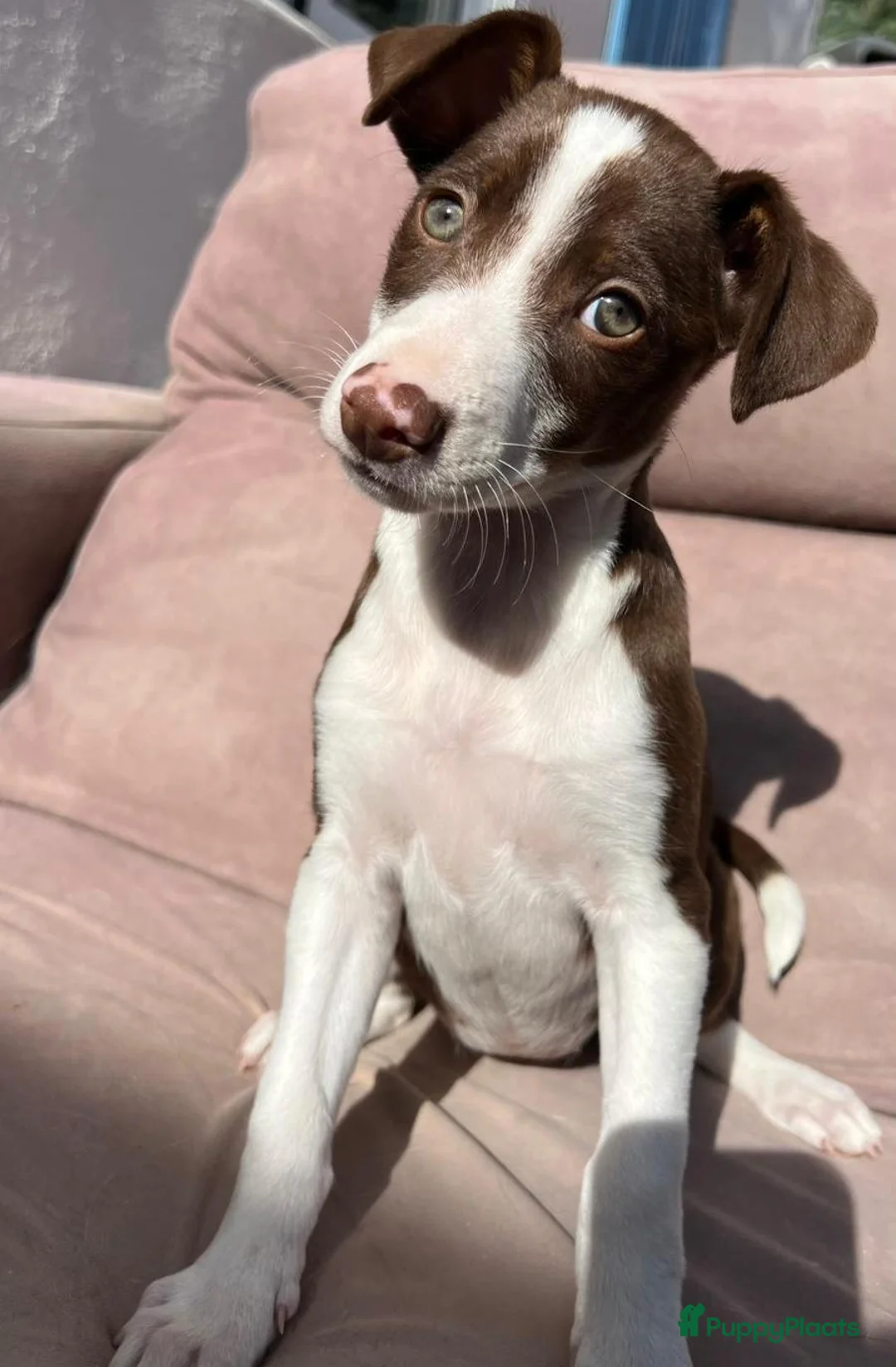 Kruising honden ter adoptie: Abba een meisje zoekt een vriendje voor het leven  - Advertentie 10