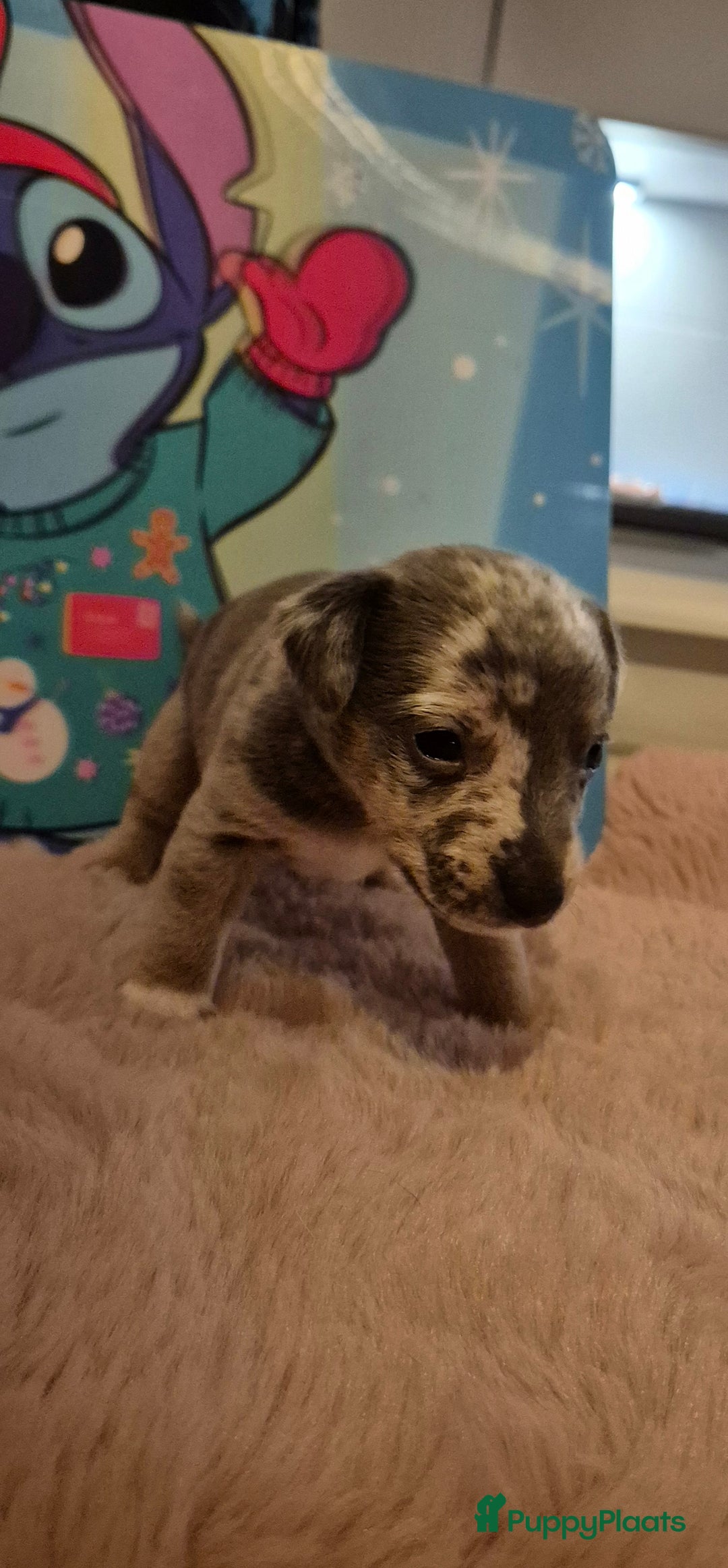 Jack Russel Terriër honden te koop: Super mooie jackrussel pups mogen met kerst mee  - Advertentie 5