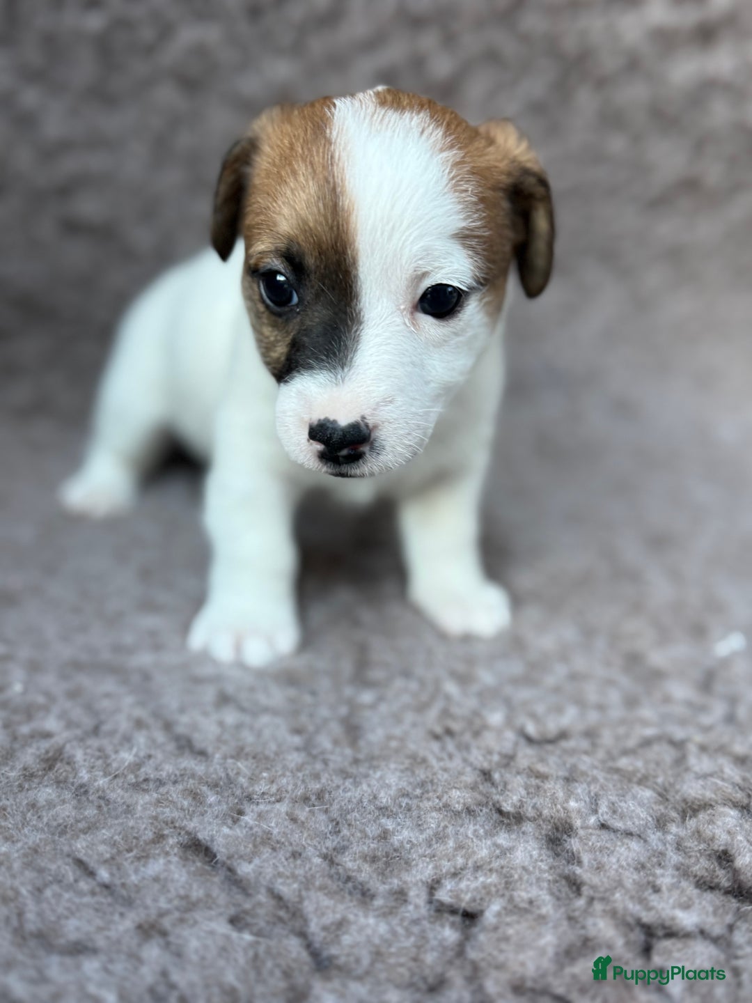 Jack Russel Terriër honden te koop: Ruwharige Jack Russel pups te koop - Advertentie 12