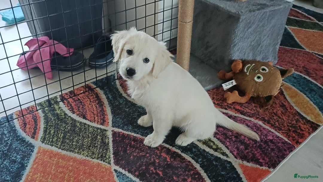 Golden Retriever honden te koop: Golden retriever puppy 10 weken oud  - Advertentie 10