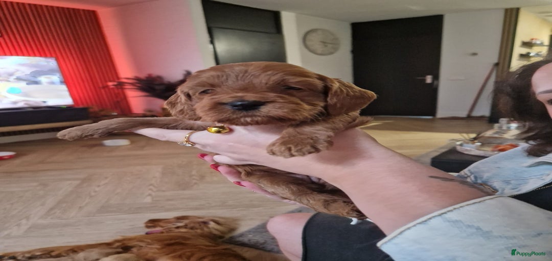 Galerij afbeelding {{count}}