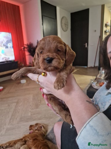 Galerij afbeelding {{count}}