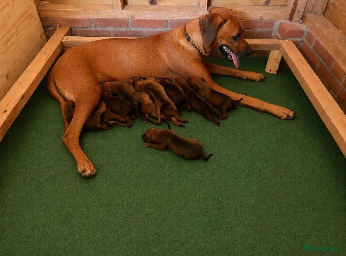 Rhodesian Ridgeback honden Rhodesian Ridgeback pups  - Advertentie 2