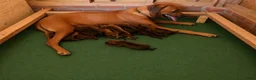 Rhodesian Ridgeback honden te koop: Rhodesian Ridgeback pups  - Advertentie 1