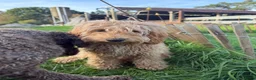 Labradoodle honden te koop: Mooie beige Labradoodle! - Advertentie 1