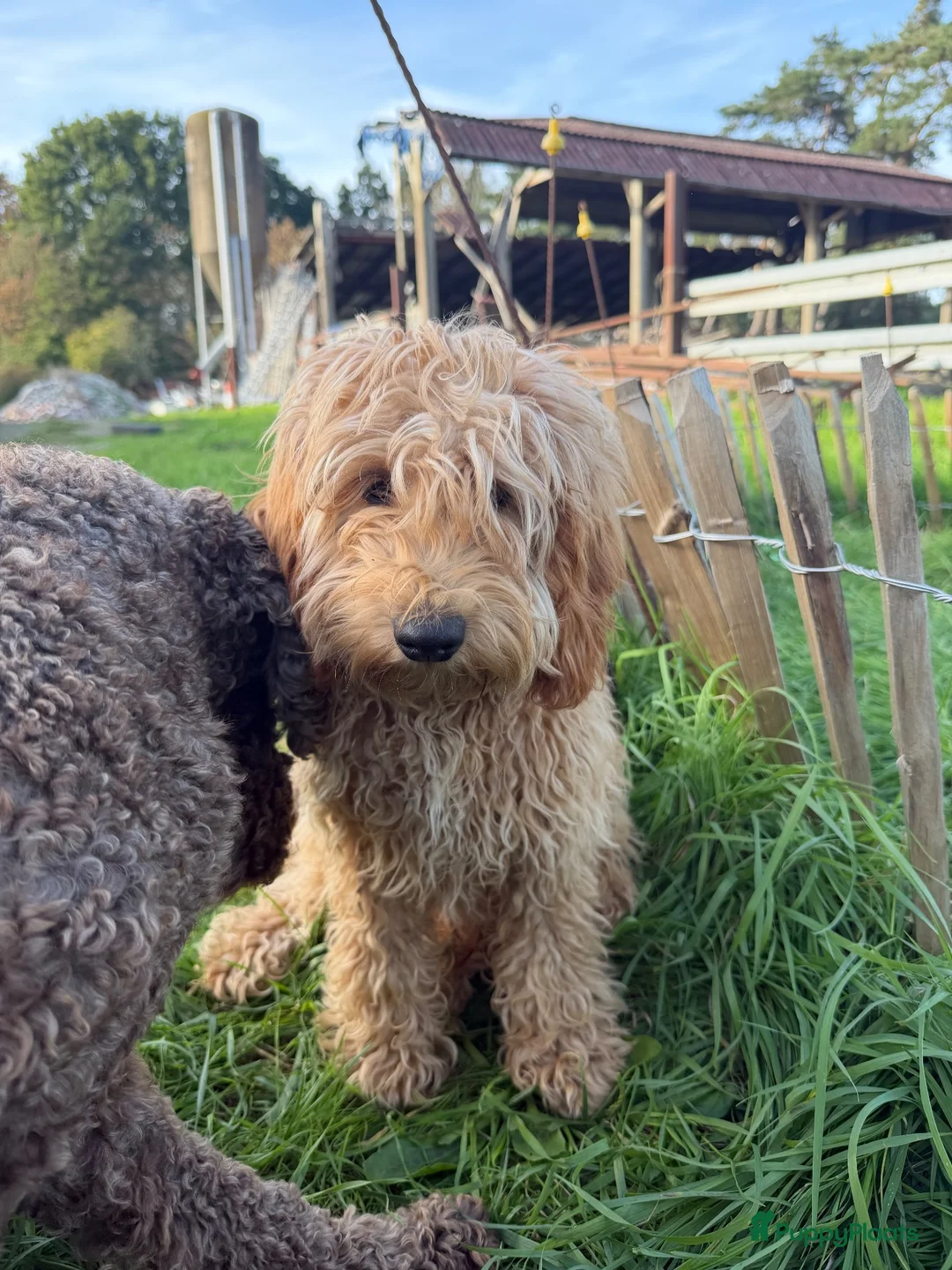 Labradoodle honden te koop: Mooie beige Labradoodle! - Advertentie 1