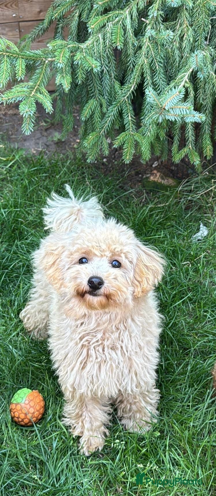 Maltipoo honden Maltipoo teefje puppy - Advertentie 2