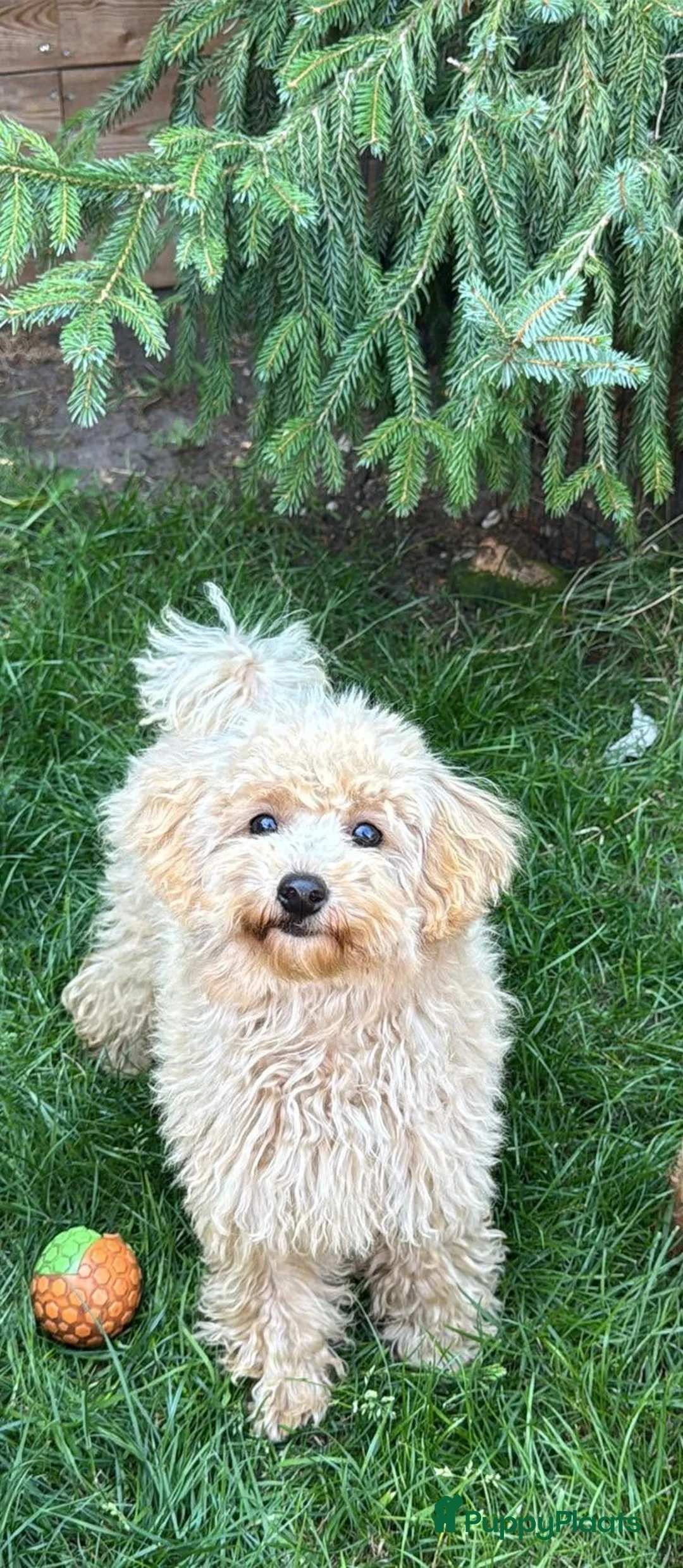 Maltipoo honden te koop: Maltipoo teefje puppy - Advertentie 2