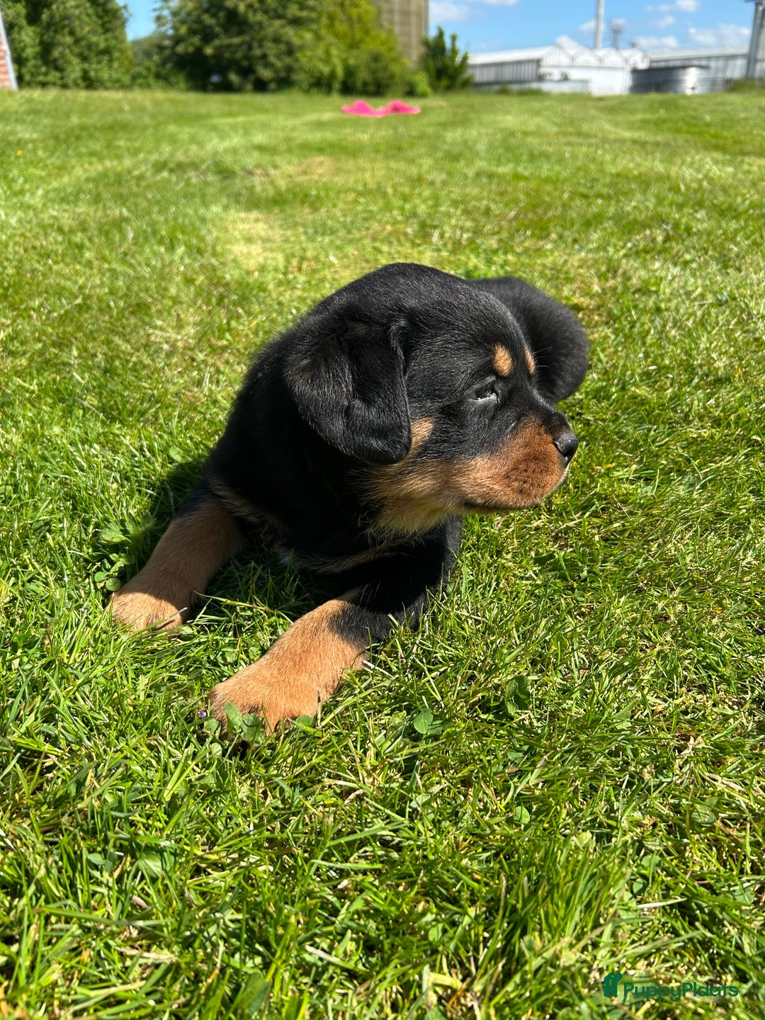 Rottweiler honden te koop: Rottweiler puppy met stamboom in IJsselmuiden - Afbeelding 2