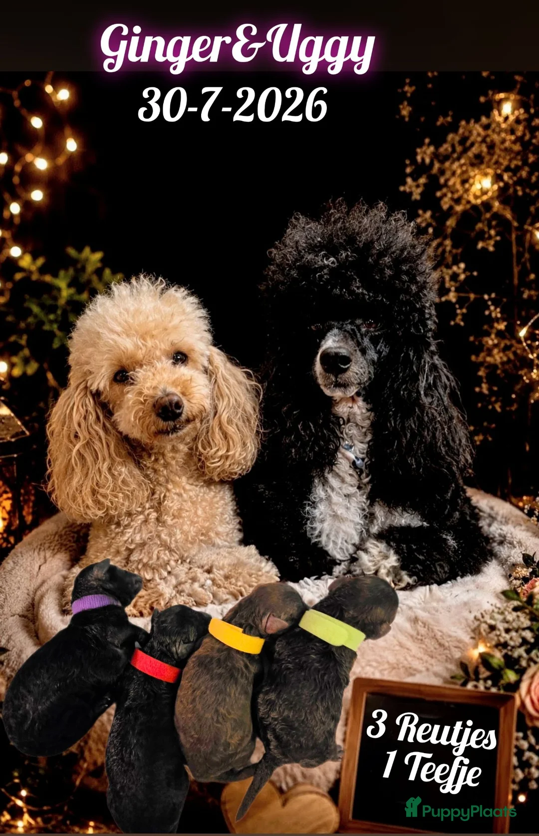 Poedel Toy honden te koop: 4 puppy's van Ginger en Uggy - Advertentie 1