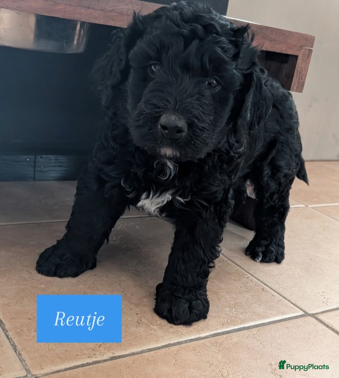 Bernedoodle honden te koop: Lieve bernedoodle pups - Advertentie 3