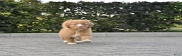 Nova Scotia Duck Tolling Retriever honden te koop: Nova Scotia Duck Tolling Retriever pups # Toller - Advertentie 6