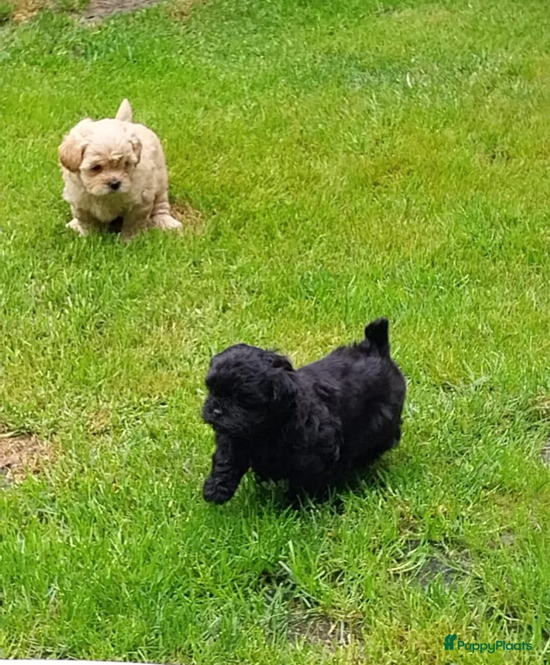 Shihpoo honden te koop: Shih-Poo pups in Elim - Advertentie 12
