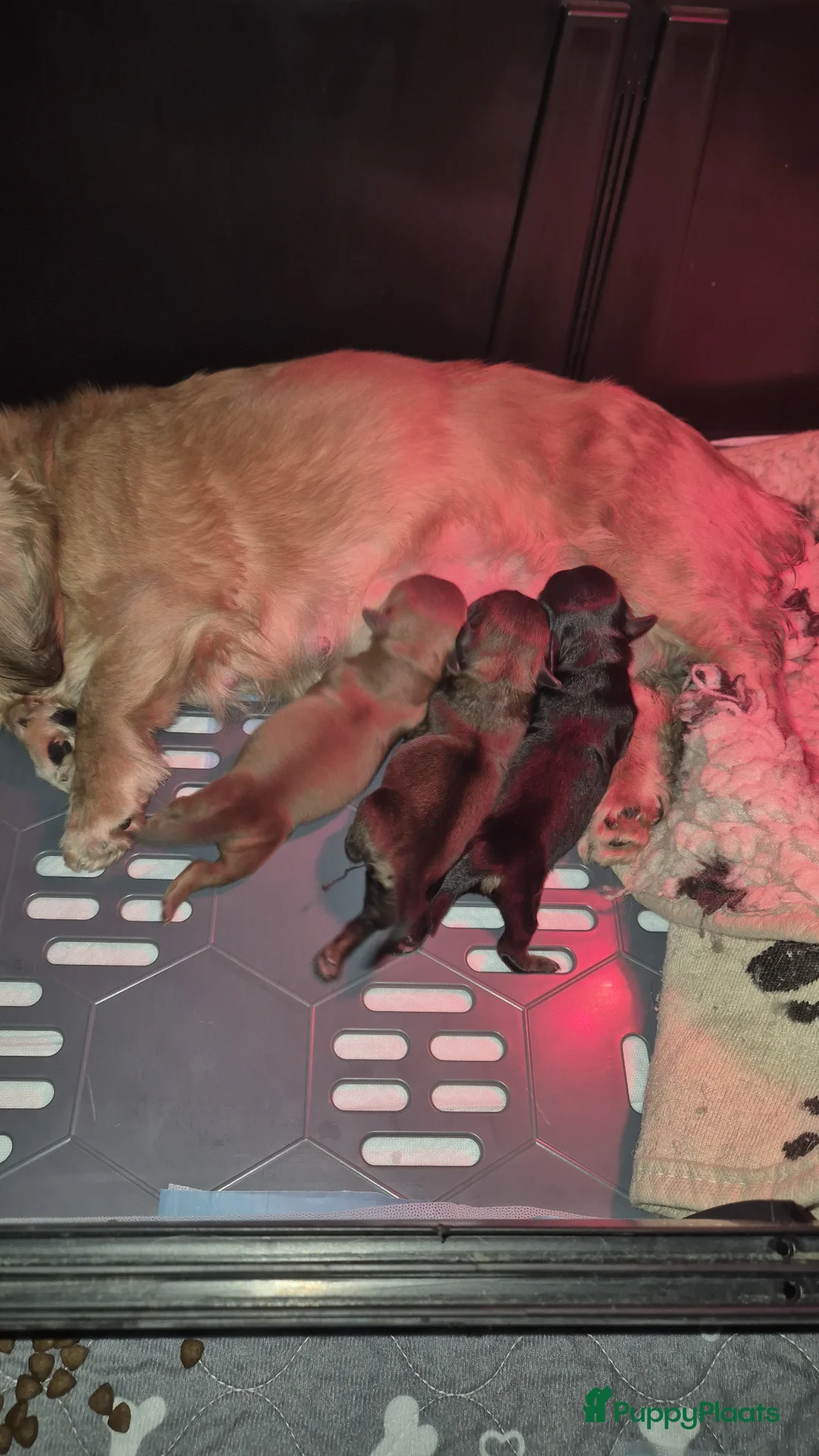 Kruising honden te koop: Leuke Chweenie reutjes - Advertentie 5