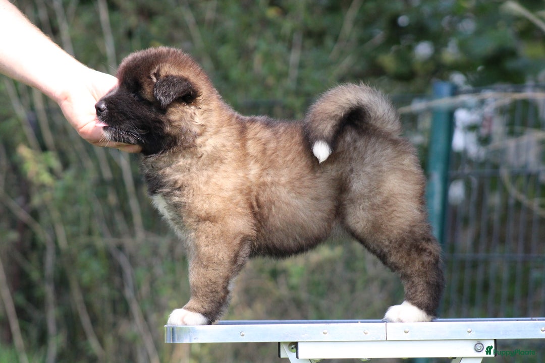 American Akita honden te koop: American Akita's Beschikbaar - Advertentie 7