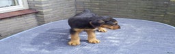 Airedale Terriër honden te koop: Airedale Terriër Puppy's - Advertentie 3
